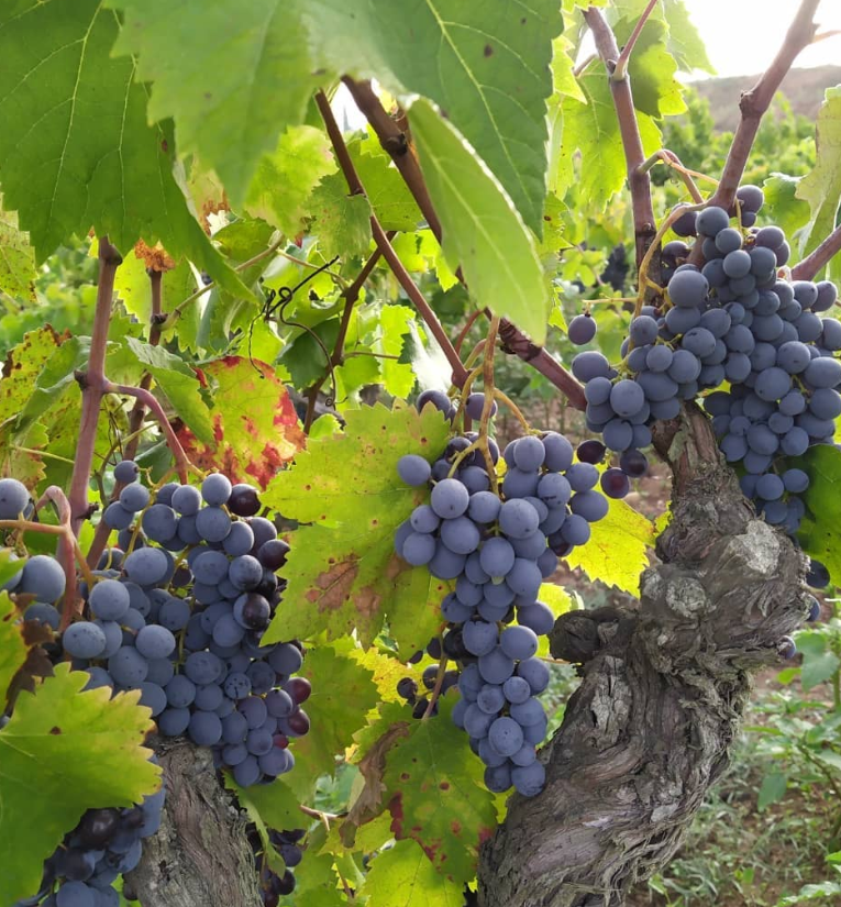 Garnacha peluda