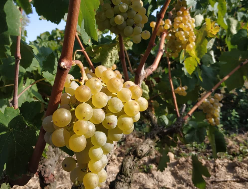 Verdejo