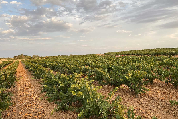 Bodegas Gallego Zapatero