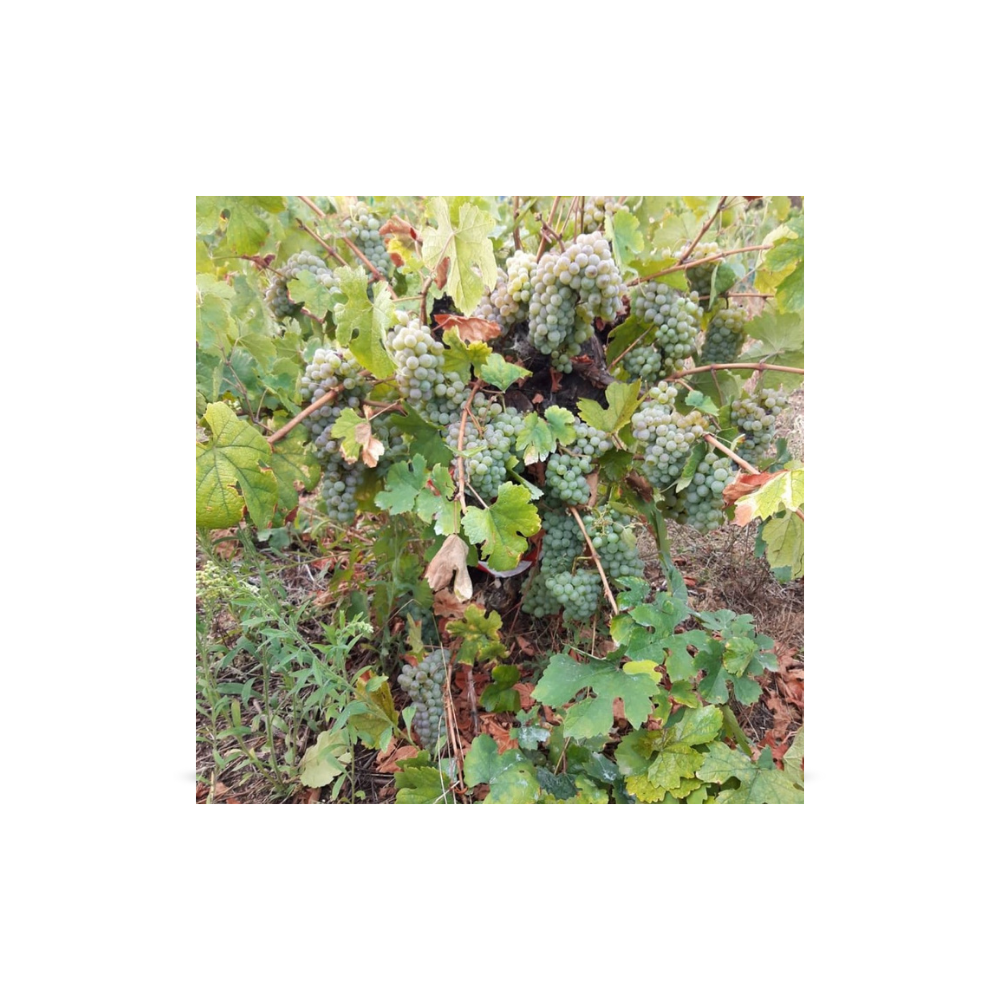 Vinos de cepas viejas