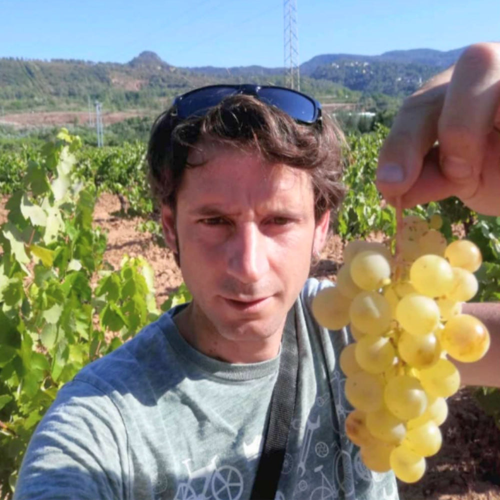 Vinyes del Bruc negre